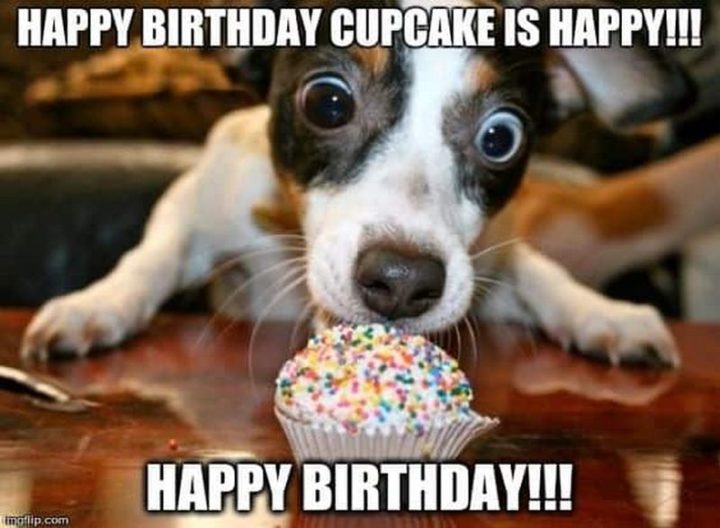 "Happy birthday cupcake is happy!!! Happy birthday!!!"