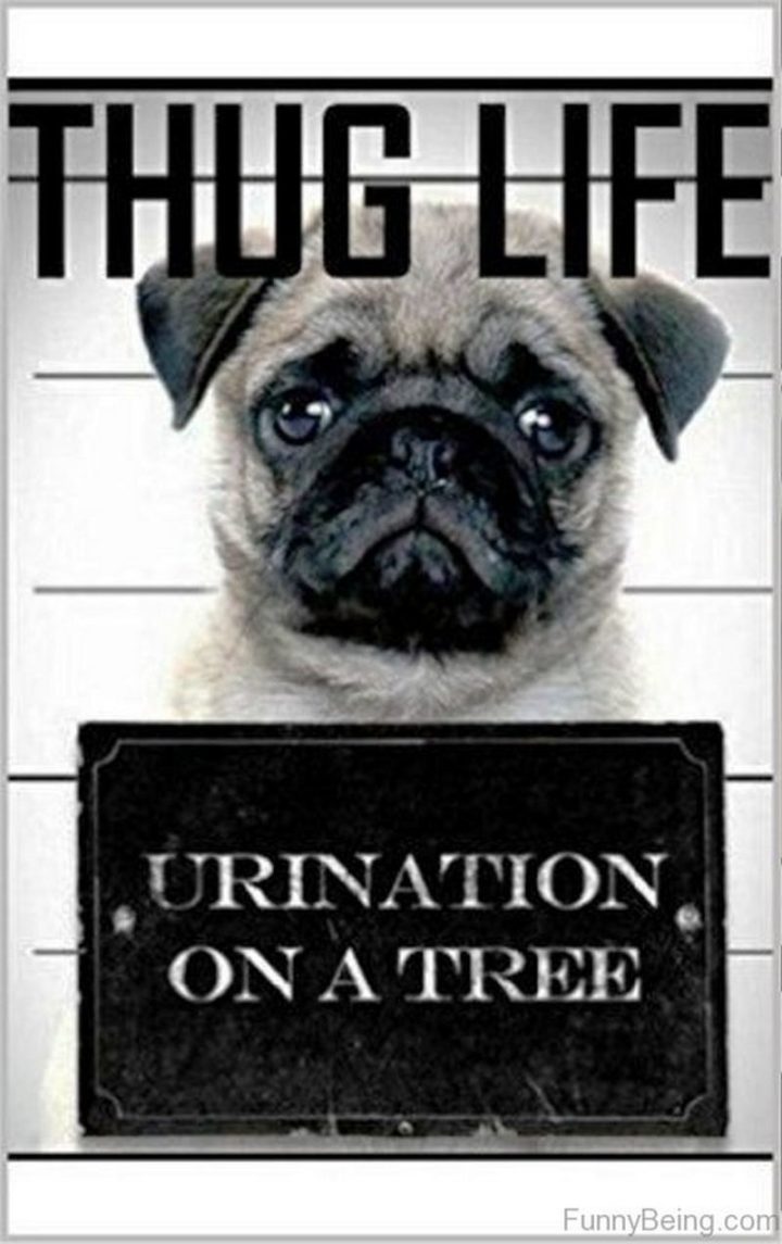 "Thug life. Urination on a tree."