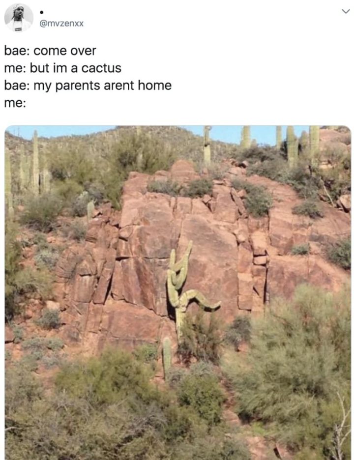 71 Funny Dirty Memes - "Bae: Come over. Me: But I'm a cactus. Bae: My parents aren't home. Me:"