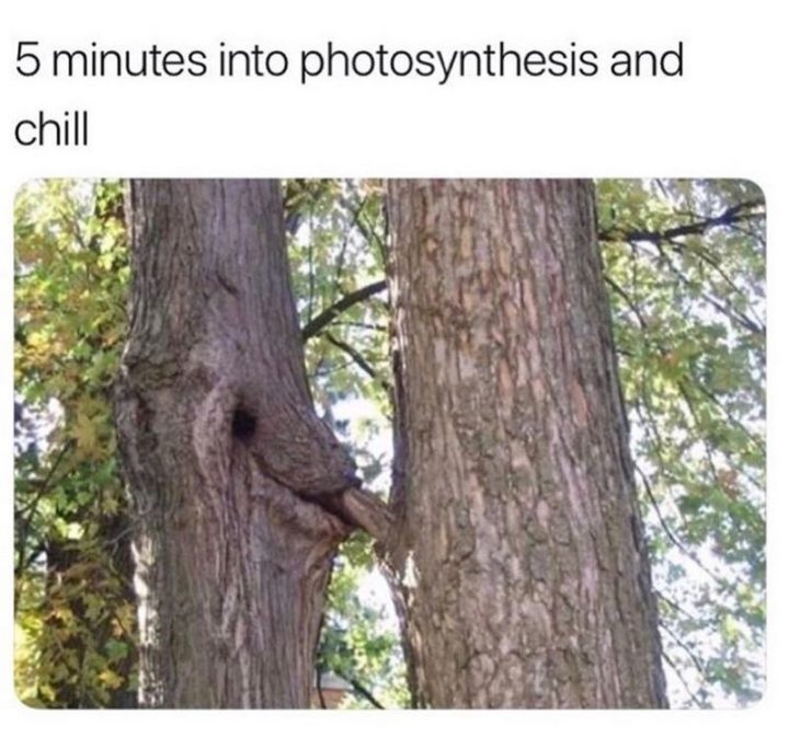 71 Funny Dirty Memes - "5 minutes into photosynthesis and chill."