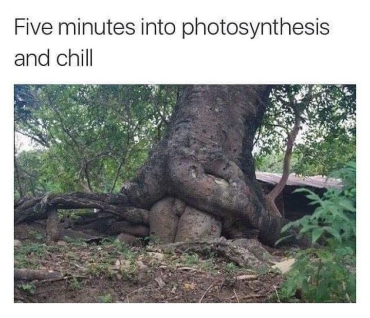 71 Funny Dirty Memes - "Five minutes into photosynthesis and chill."