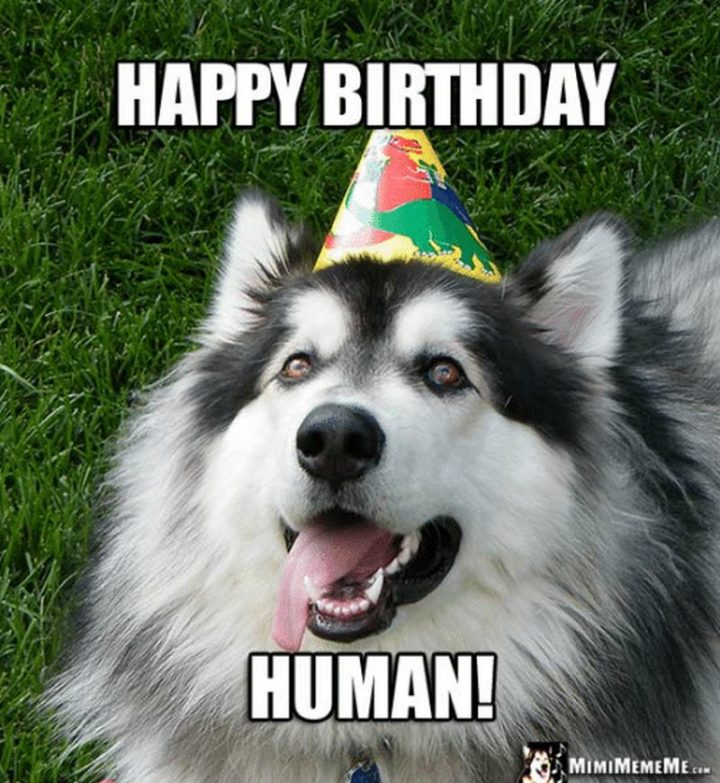 "Happy birthday human!"