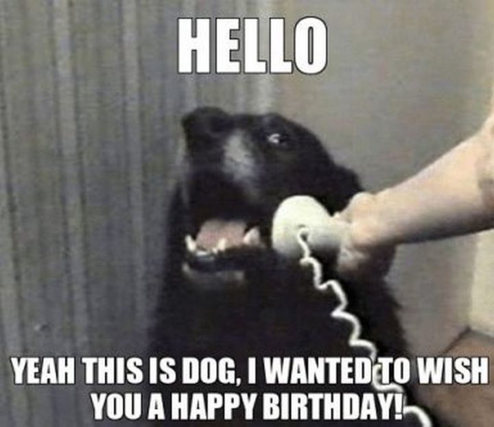 "Hello. Yeah, this is the dog. I wanted to wish you a happy birthday!"