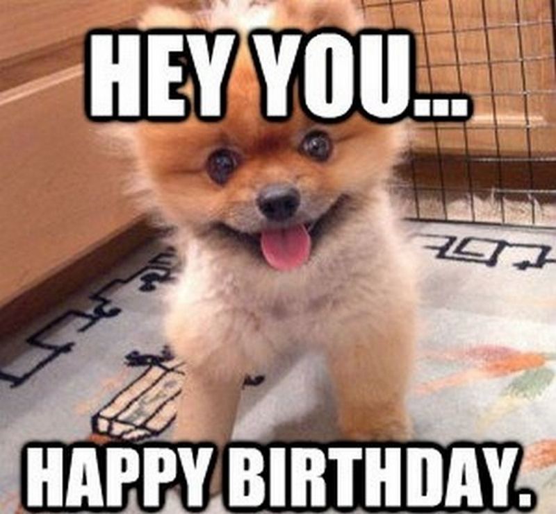 101 Funny Happy Birthday Dog Memes For Paw Lovers Everywhere