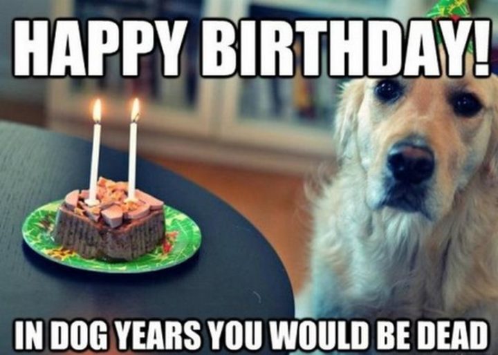 "Happy birthday! In dog years you would be dead."