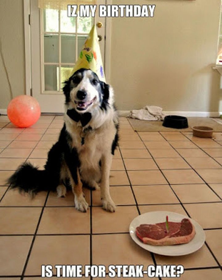 "Iz my birthday. Is time for steak-cake?"