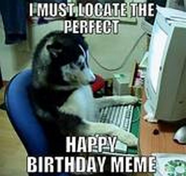 "I must locate the perfect happy birthday meme."