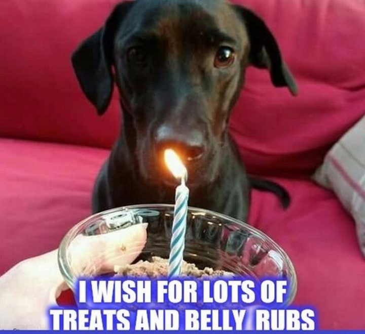 "I wish for lots of treats and belly rubs."