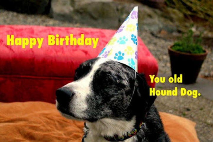 "Happy birthday you old hound dog."