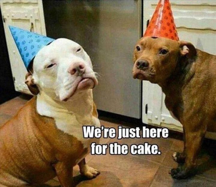 "We're just here for the cake."