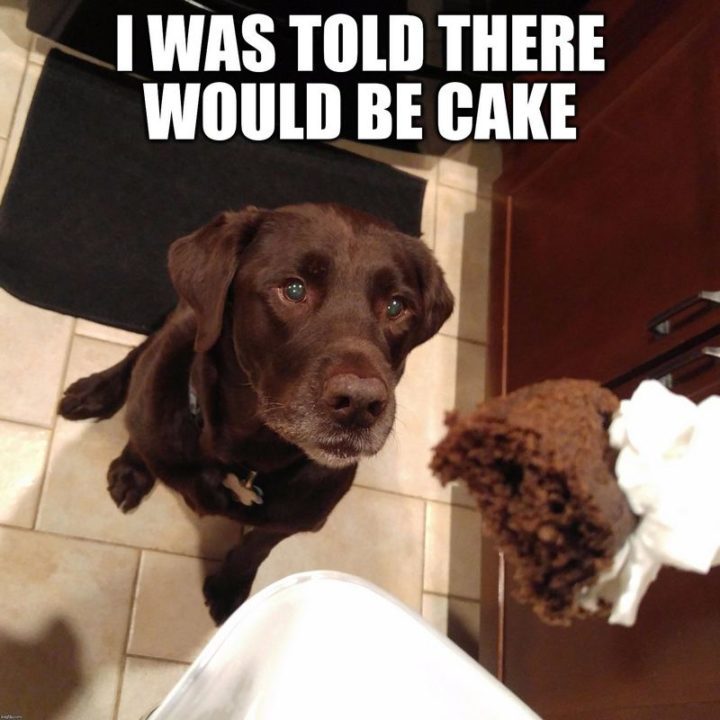 "I was told there would be cake."