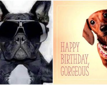 101 Funny Happy Birthday Dog Memes for Paw Lovers Everywhere