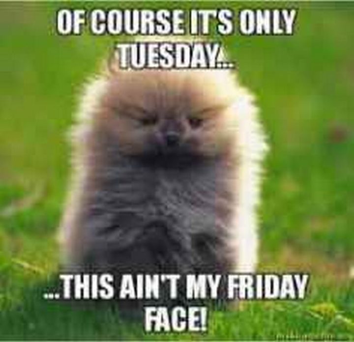 "Of course it's only Tuesday...This ain't my Friday face!"