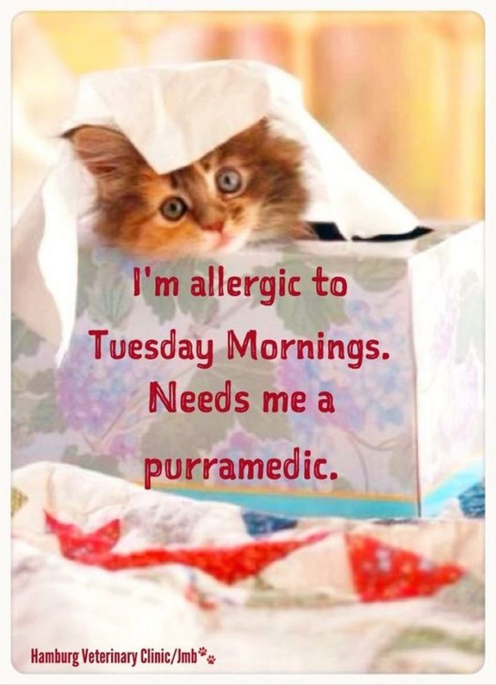 "I'm allergic to Tuesday morning. Needs me a purramedic."
