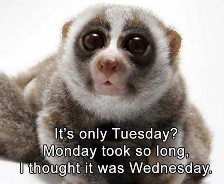 "It's only Tuesday? Monday took so long, I thought it was Wednesday."