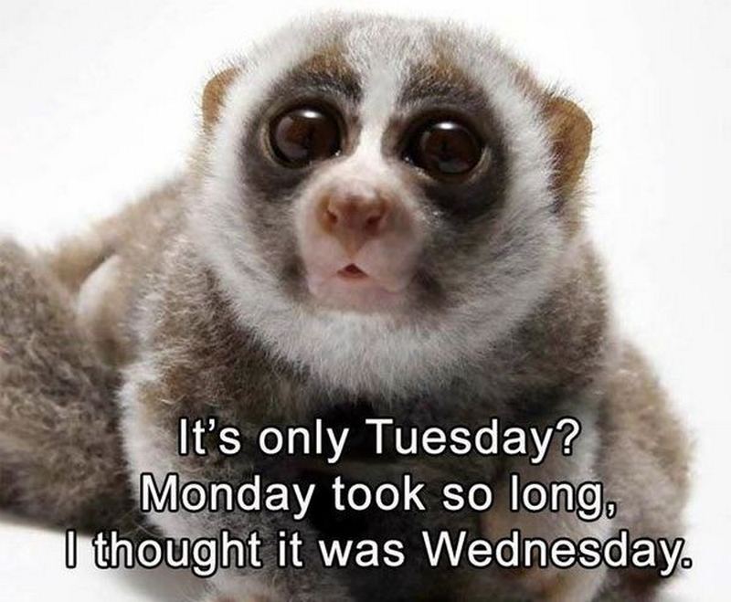 101 Funny Tuesday Memes When You Re Happy You Survived A Workday