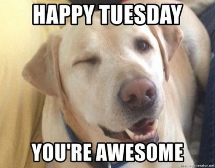 "Happy Tuesday. You're awesome."