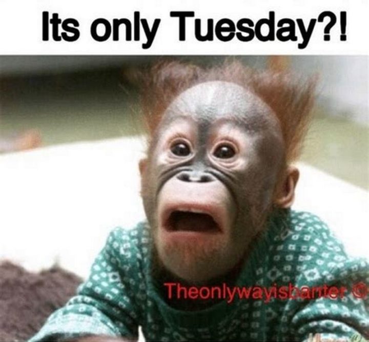 "It's only Tuesday?!"