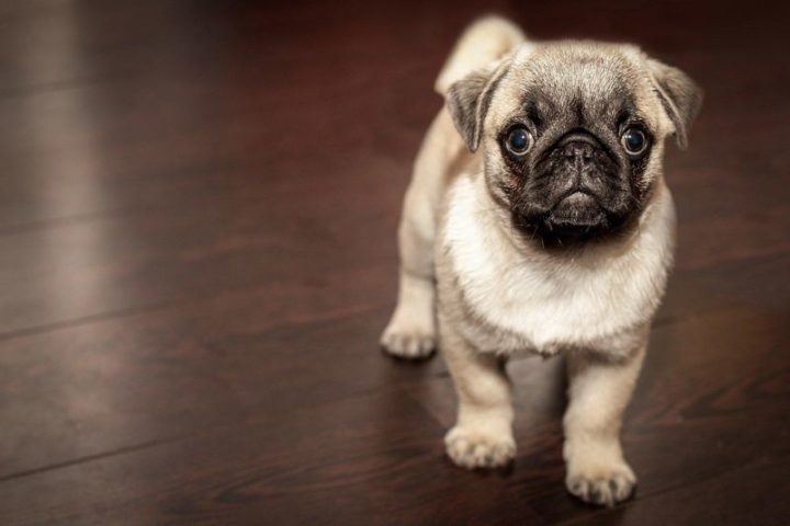 Top Things You Should Consider Buying for Your Dog