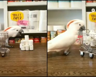This Parrot Feverishly Hoarding Toilet Paper Will Make Your Day!