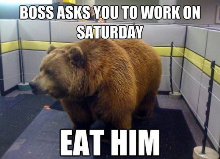 "Boss asks you to work on Saturday. Eat him."