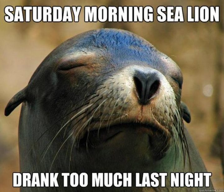 "Saturday morning sea lion drank too much last night."