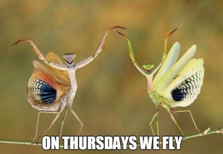 101 Thursday Memes - "On Thursdays, we fly."