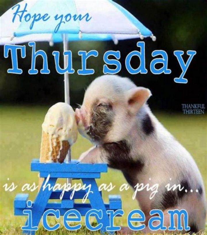 "Hope your Thursday is as happy as a pig in ice cream."