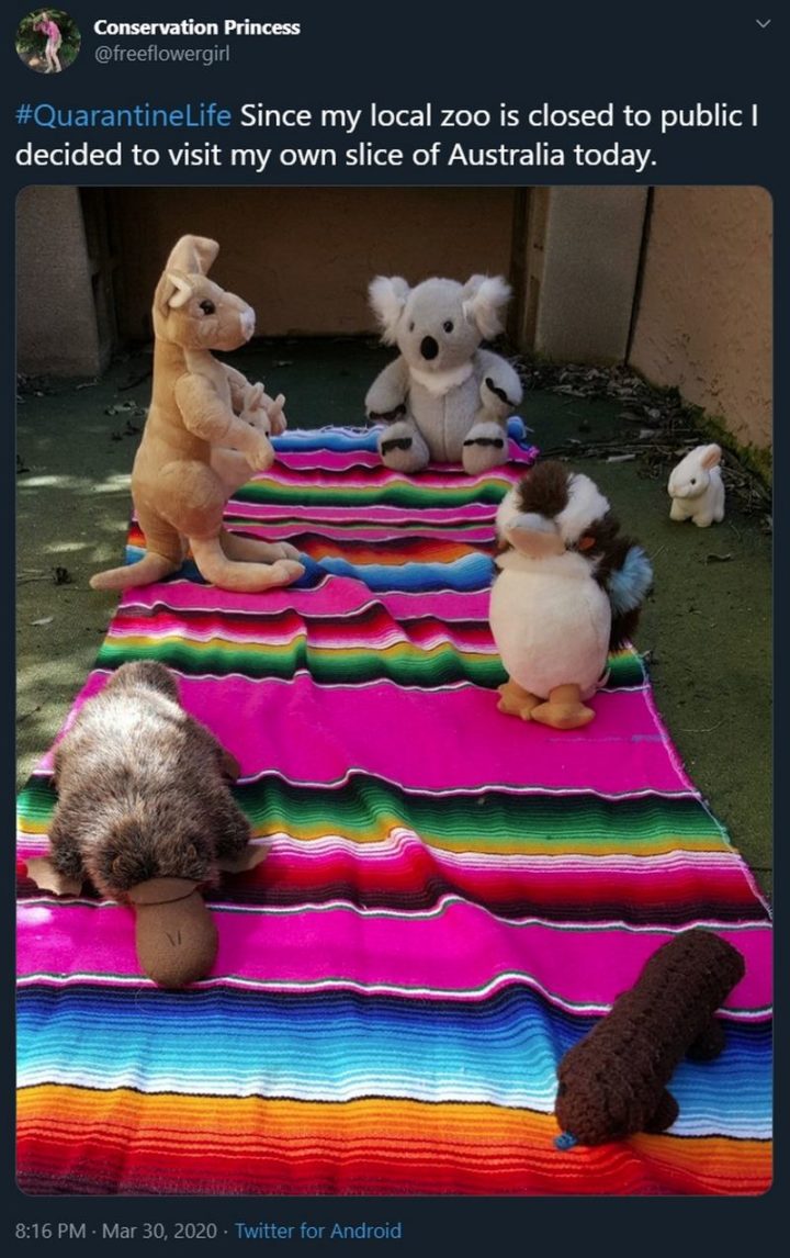 "Since my local zoo is closed to the public I decided to visit my own slice of Australia today. Quarantine Life."