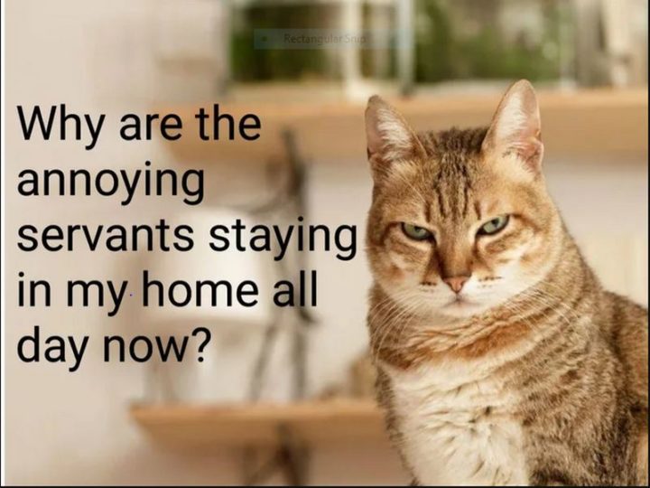 "Why are the annoying servants staying in my home all day now?" 