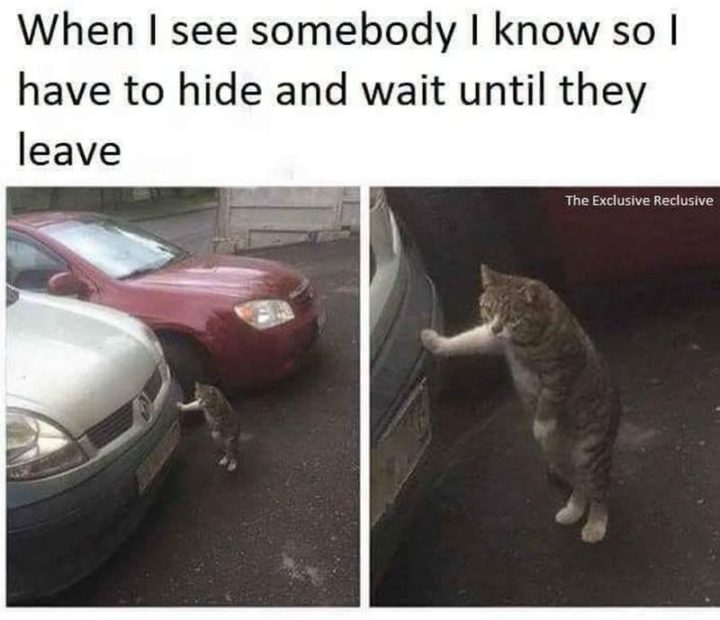 75 Funny Introvert Memes That Are Even More Hilarious in 2020