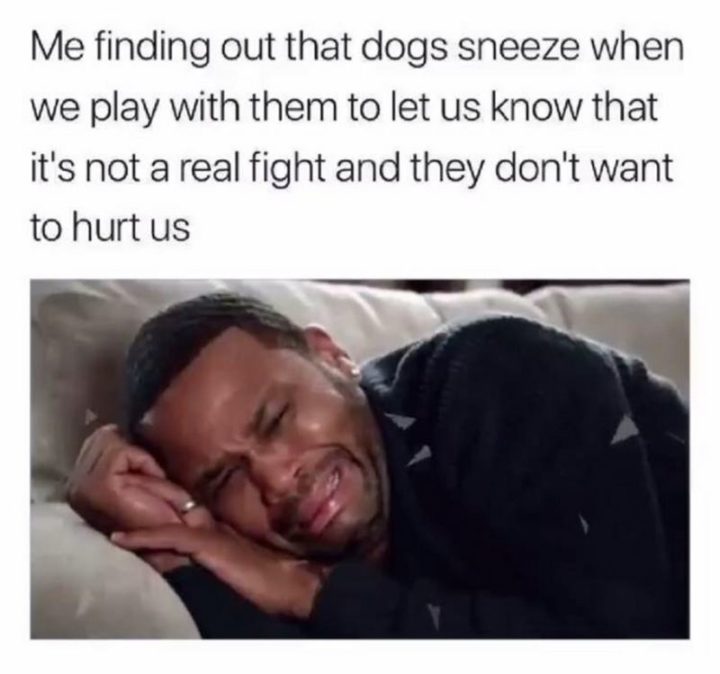 53 Sad Memes - "Me finding out that dogs sneeze when we play with them to let us know that it's not a real fight and they don't want to hurt us."