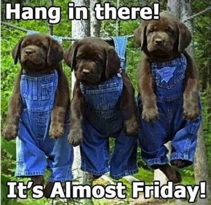 "Hang in there! It's almost Friday!"