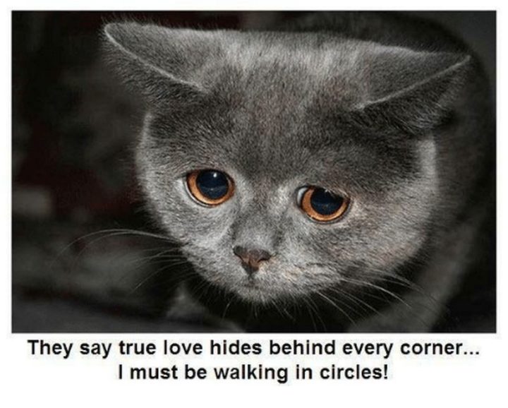 53 Funny Love Quotes - "They say true love hides behind every corner, I must be walking in circles." - Anonymous