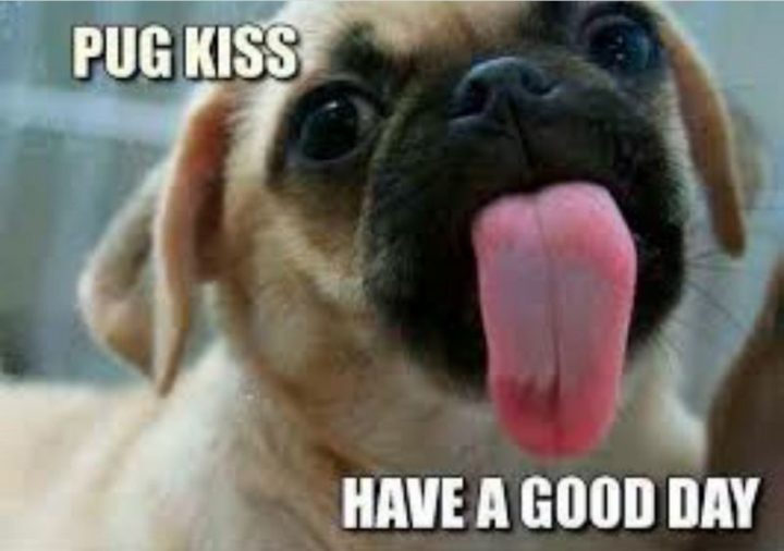 "Pug kiss. Have a good day."