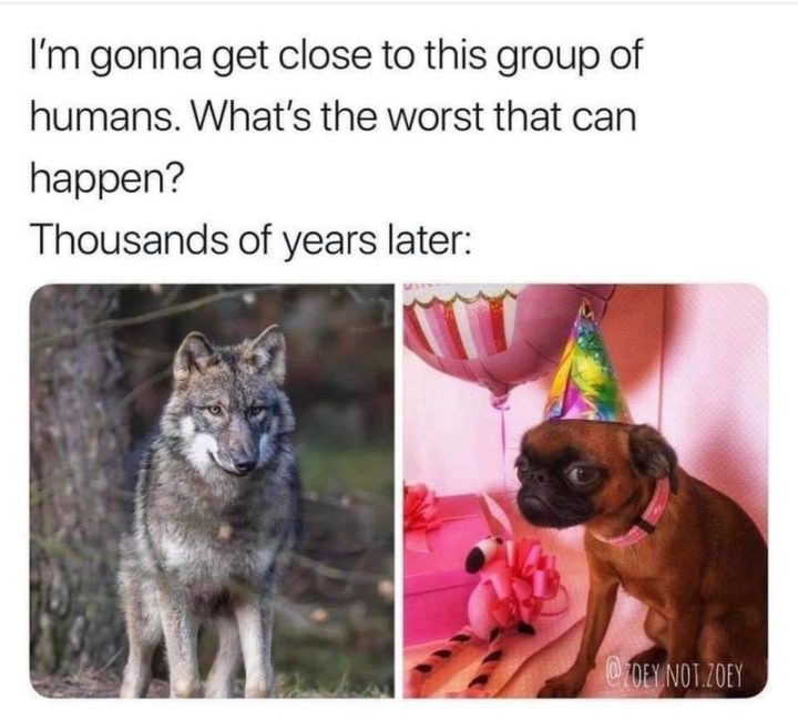 55 Funny History Memes - "I'm gonna get close to this group of humans. What's the worst that can happen? Thousands of years later:"