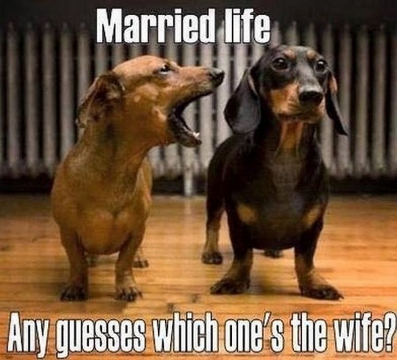 "Married life. Any guesses which one's the wife?"