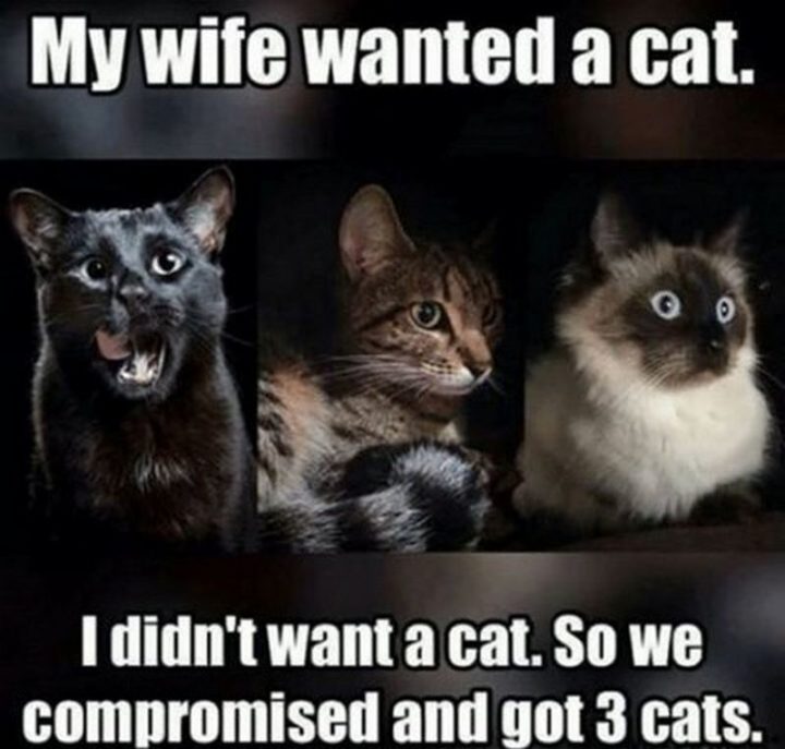 "My wife wanted a cat. I didn't want a cat. So we compromised and got 3 cats."