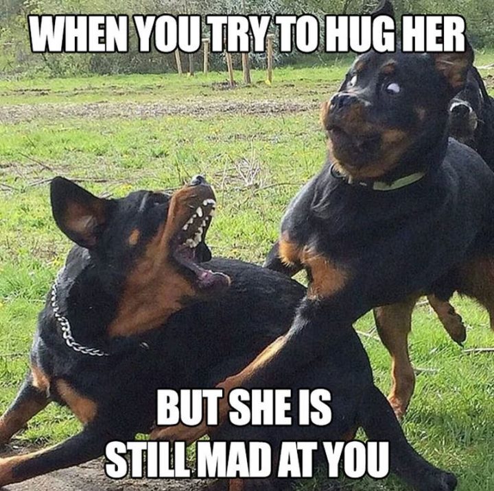 "When you try to hug her but she is still mad at you."