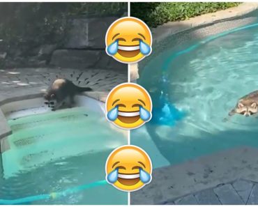 Toronto Raccoon Has a Pool Party for One in Backyard Pool