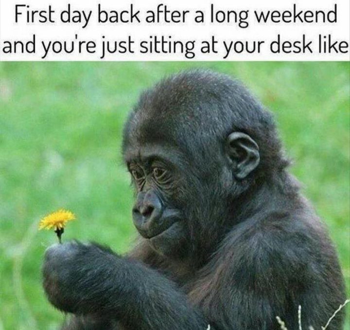 "The first day back after a long weekend and you're just sitting at your desk like..."