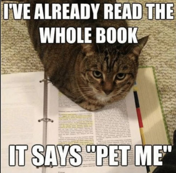 "I've already read the whole book. It says 'Pet me'."