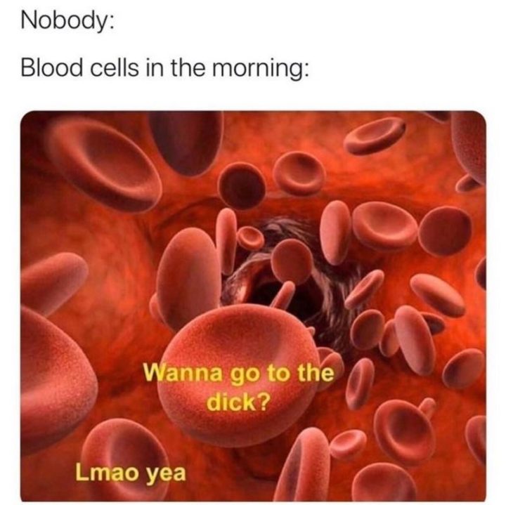 "Nobody: *silence*. Blood cells in the morning: Wanna go to the [censored]? Lmao, yeah."