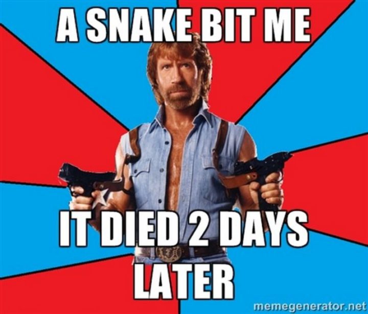 "A snake bit me. It died 2 days later."