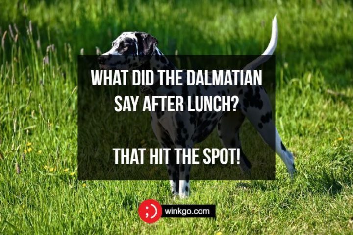 71 Two-Line Funny Jokes - What did the Dalmatian say after lunch? That hit the spot!
