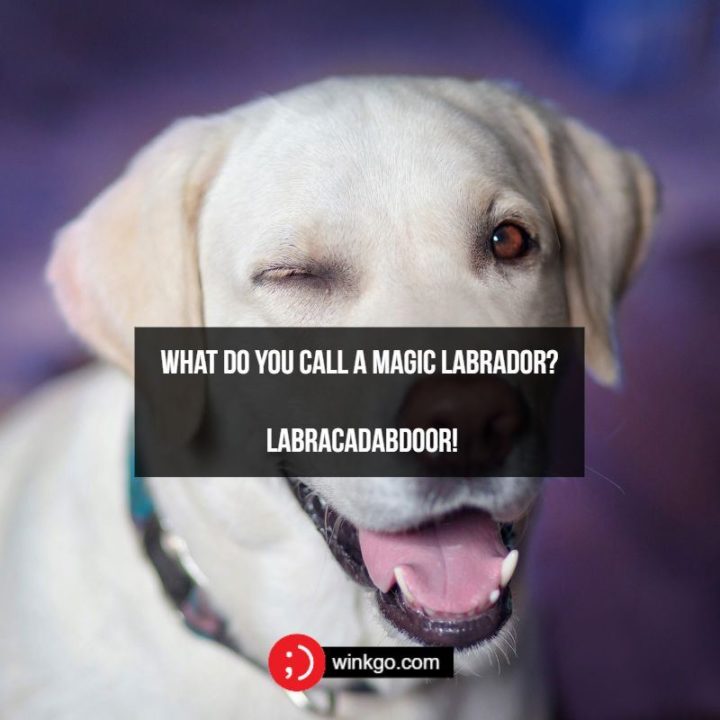 71 Two-Line Funny Jokes - What do you call a magic Labrador? A Labracadabdoor!