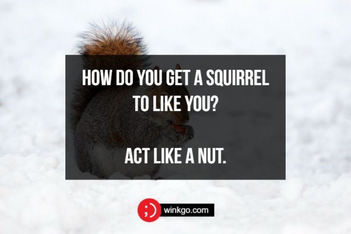 71 Two-Line Funny Jokes - How do you get a squirrel to like you? Act like a nut.