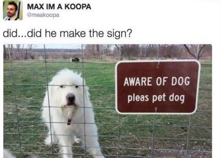 "Did...Did he make the sign? Aware of dog. Please pet dog."