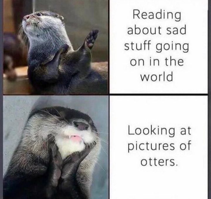 "Reading about sad stuff going on in the world. Looking at pictures of otters."