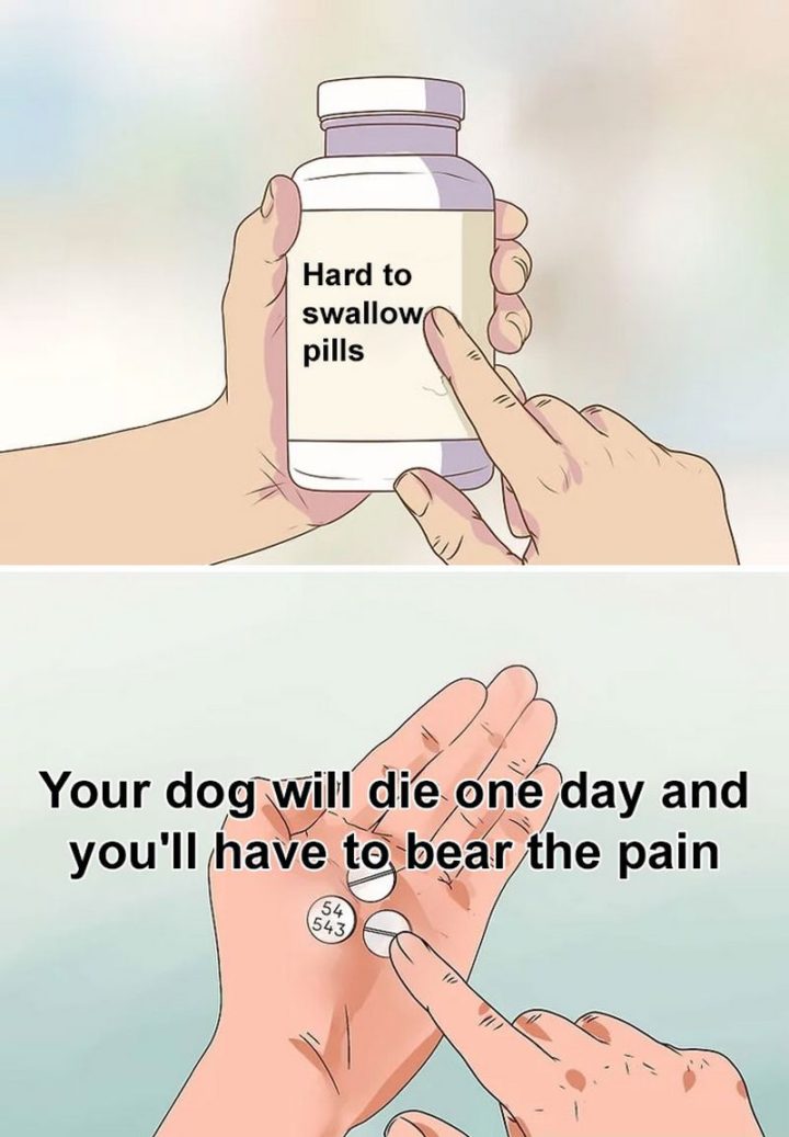 61 "Hard to Swallow Pills" Memes - "Your dog will die one day and you'll have to bear the pain."